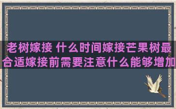 老树嫁接 什么时间嫁接芒果树最合适嫁接前需要注意什么能够增加成活率